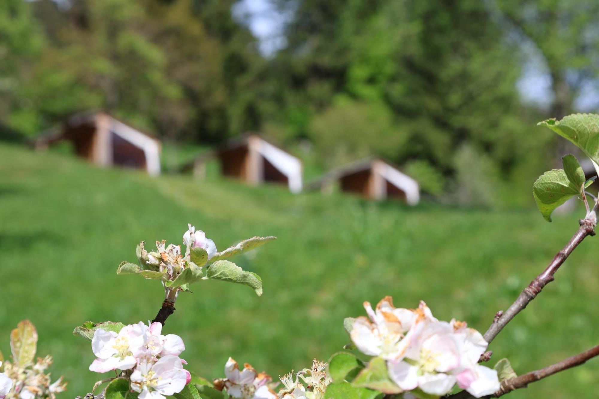 Mountain View Glamping Villa Dovje Екстериор снимка