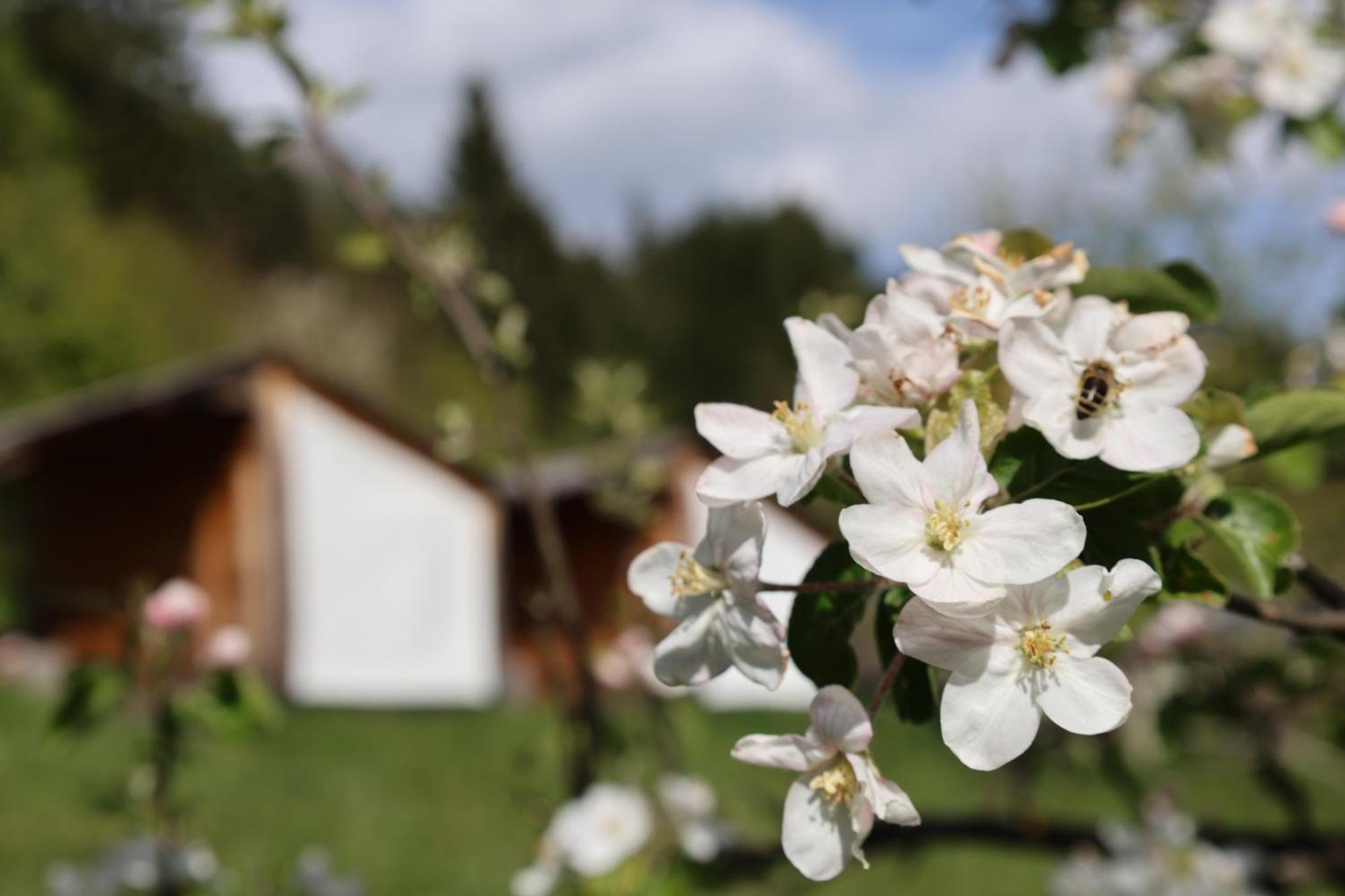 Mountain View Glamping Villa Dovje Екстериор снимка